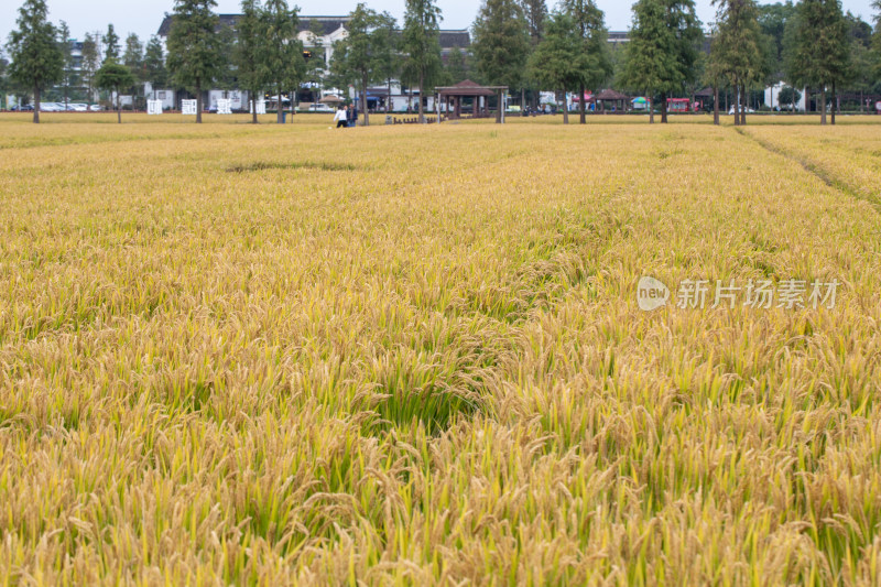 田野里的金色梦想