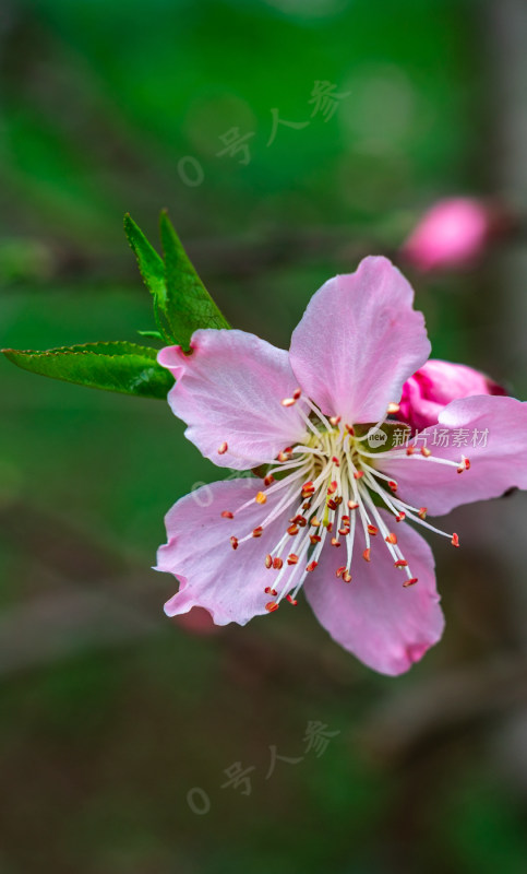 桃花樱花油菜花