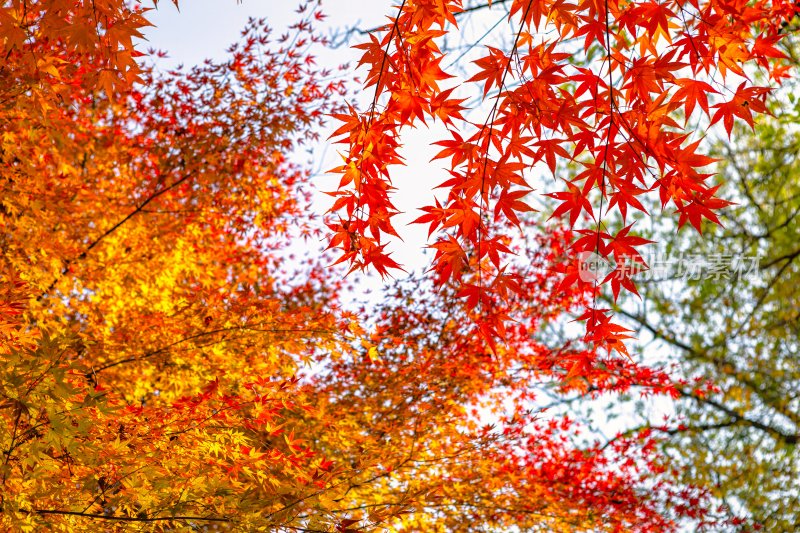 江苏省镇江金山及金山寺的秋季风光