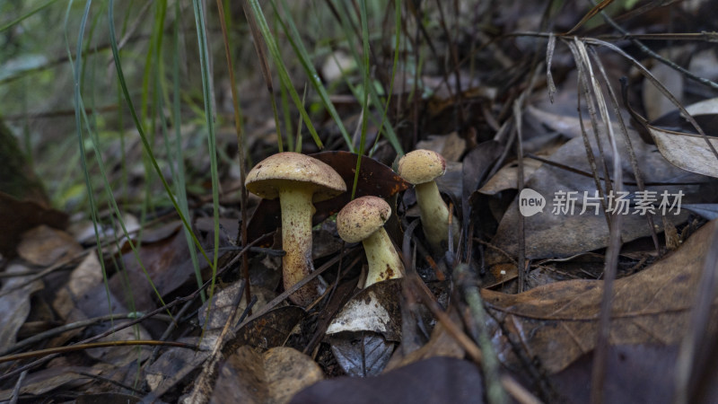 高清拍摄森林里正在生长的蘑菇牛肝菌