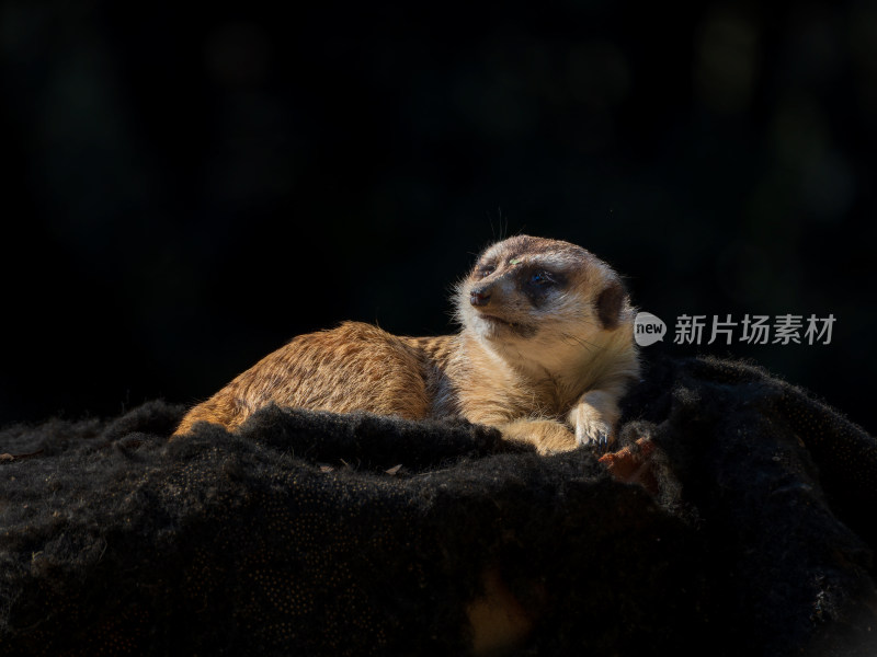 慵懒的狐獴趴在毛绒物体上休息