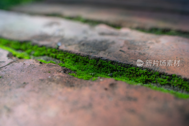 绿色的苔藓在地面