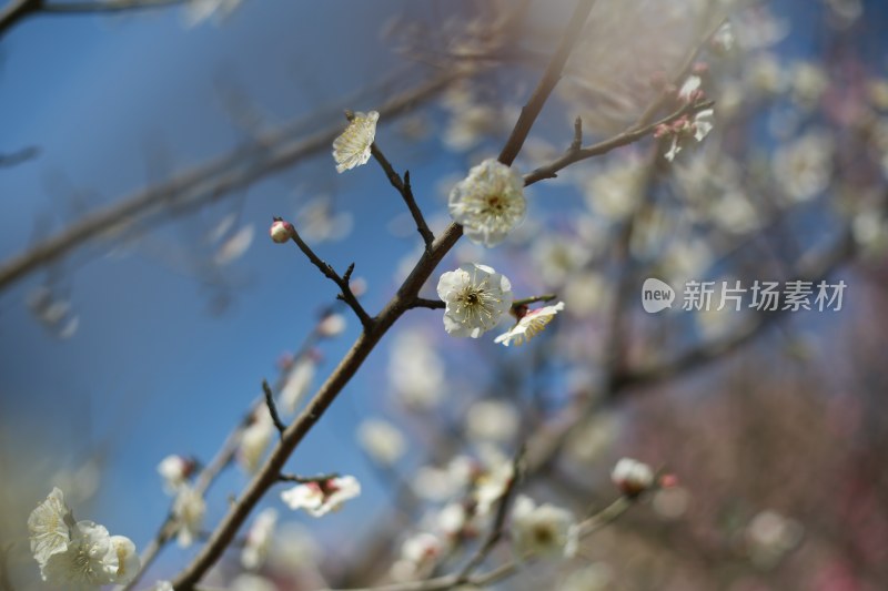 梅花 春梅绽放