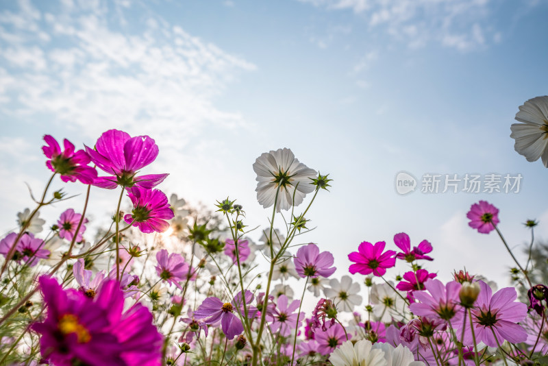 格桑花特写