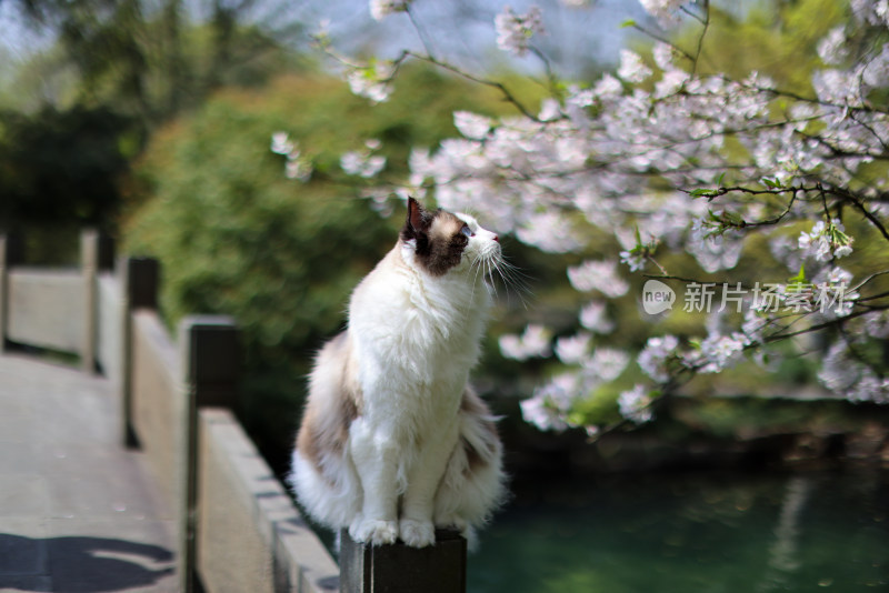 樱花和布偶猫