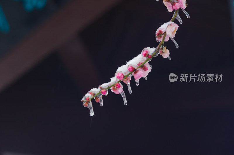 武汉东湖梅园雪中梅花盛开