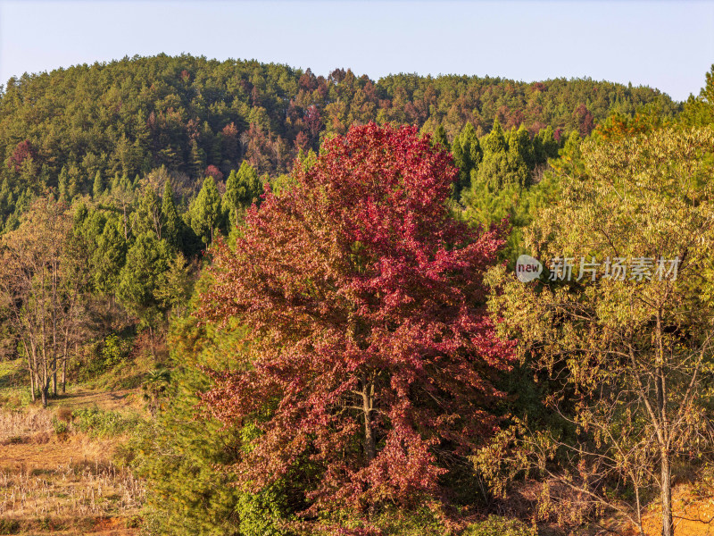 贵州：层林尽染美如画 五彩斑斓惹人醉