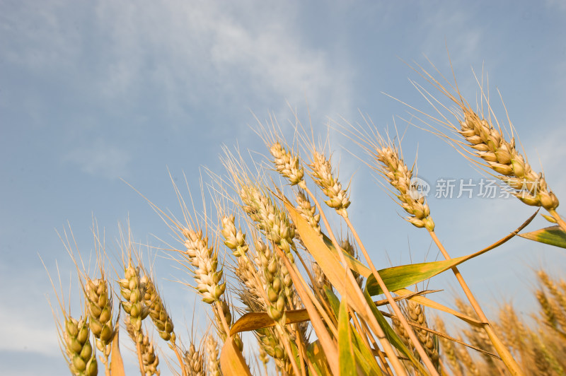 麦穗小麦丰收粮食农业