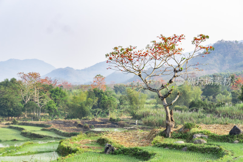 昌江木棉花稻田风景