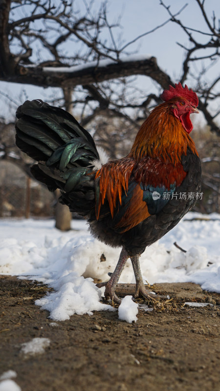 雪地上的鸡