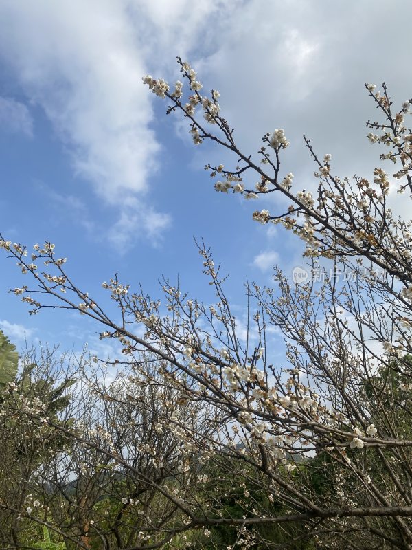 广州萝岗香雪公园梅花盛开