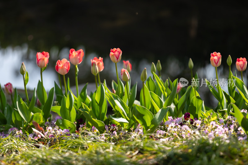 春天宁波江北日湖公园的花开了