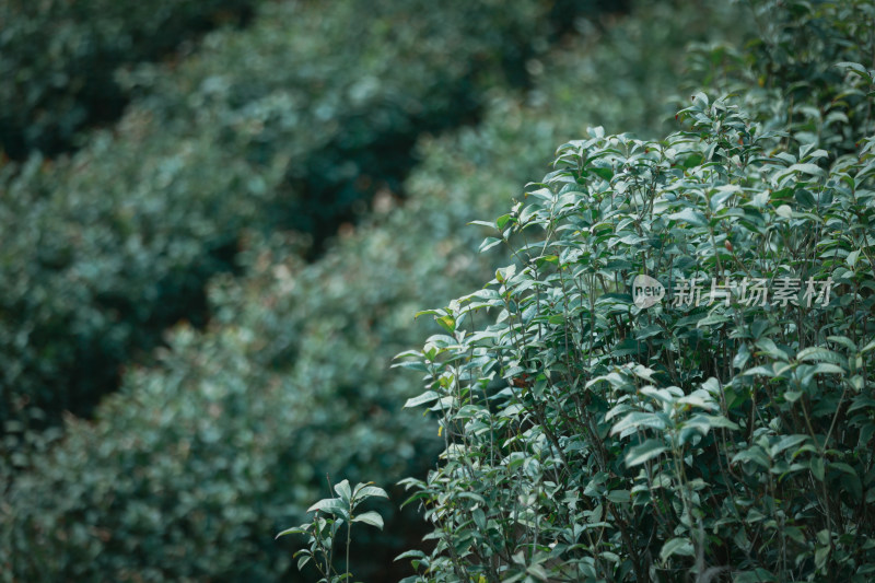 茶园春茶绿茶茶叶