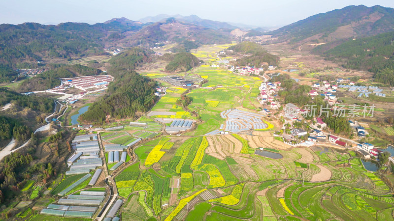 农业种植农田油菜花美丽乡村航拍