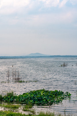 夏天的邹城孟子湖湿地湖泊自然景观