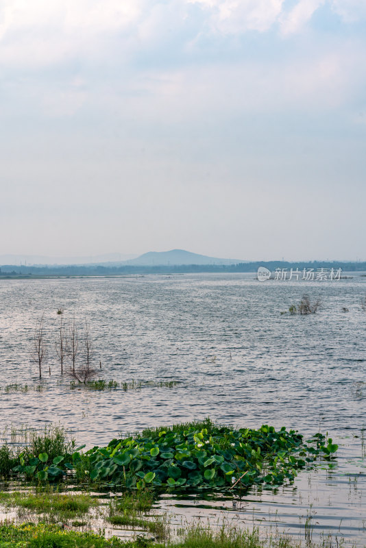 夏天的邹城孟子湖湿地湖泊自然景观