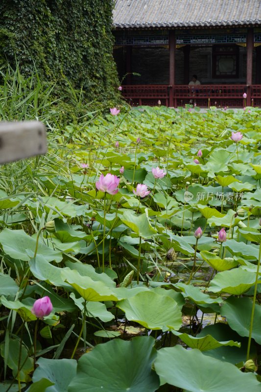 中式建筑旁的荷花池景致