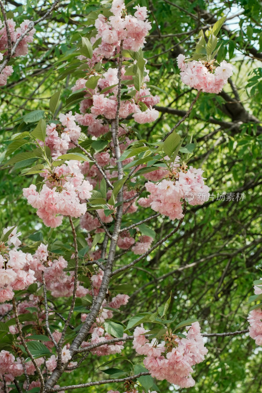 北京朝阳公园樱花