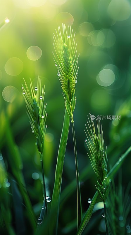 清晨露珠晶莹剔透草丛雨后清新背景