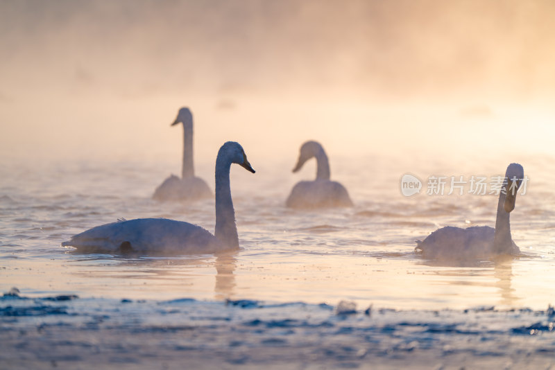 冬季白天鹅在寒冷的北方河面游泳觅食飞翔