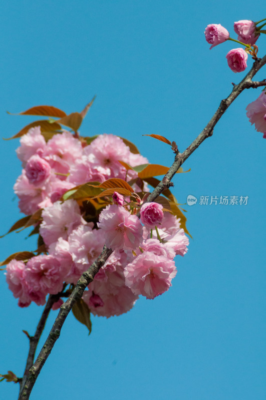 粉色的樱花