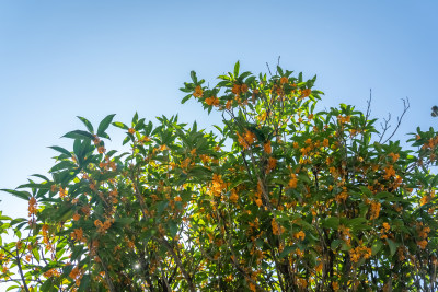 秋天桂树桂花盛开