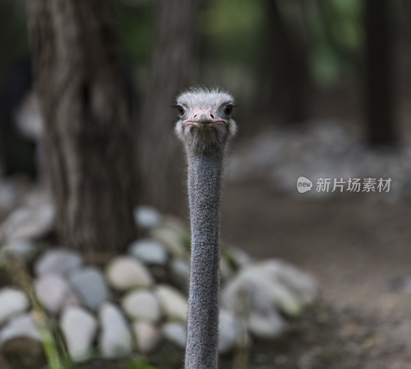 北京野生动物园美洲鸵