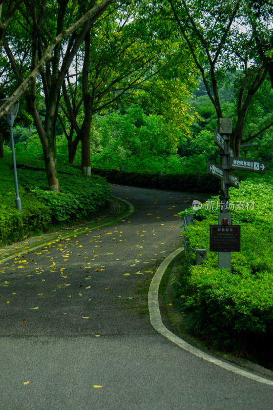 林荫小路