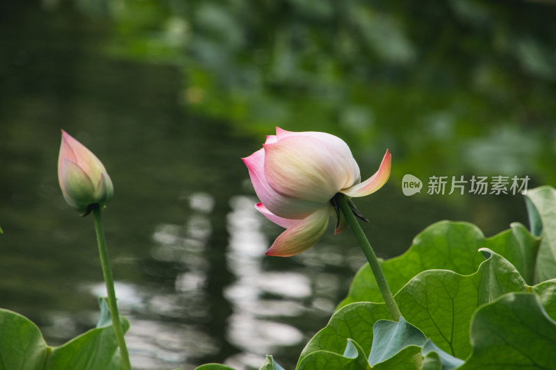 夏季荷花开放特写镜头