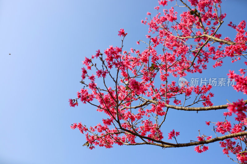 山间盛开的粉色樱花