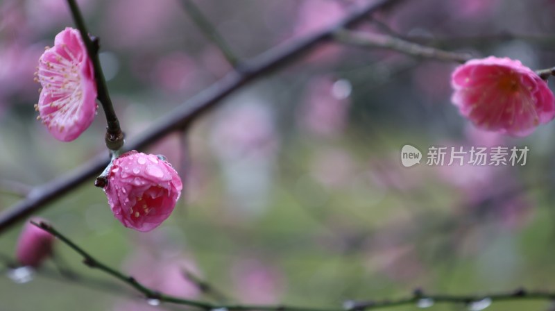 带水珠的粉色梅花枝头特写