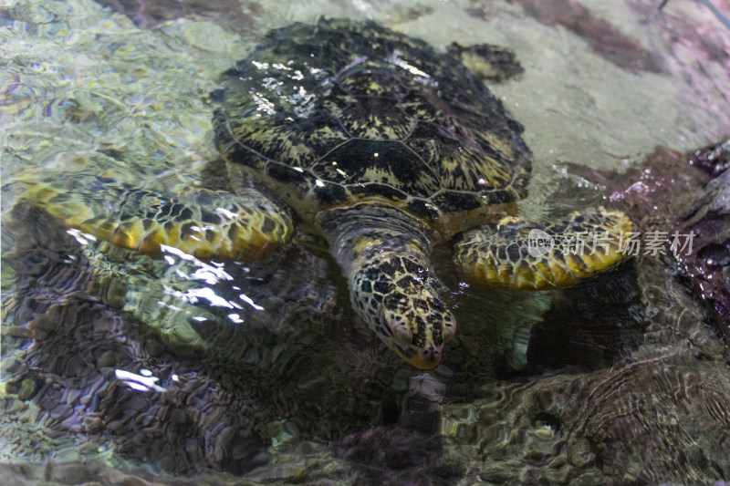 海龟在岸边游动