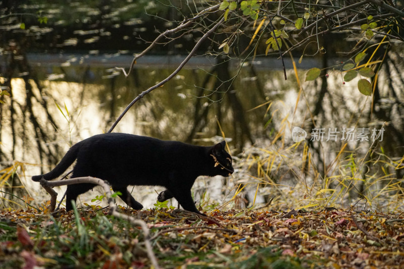 黑猫在园林中行走