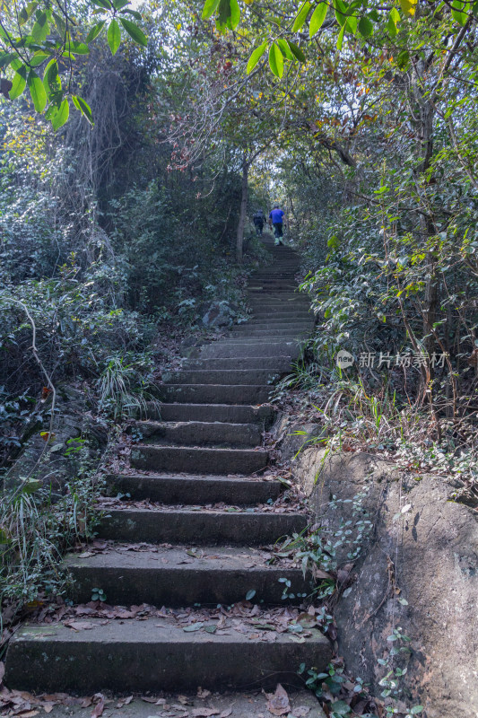 杭州午潮山石阶路景，绿意盎然的登山小径