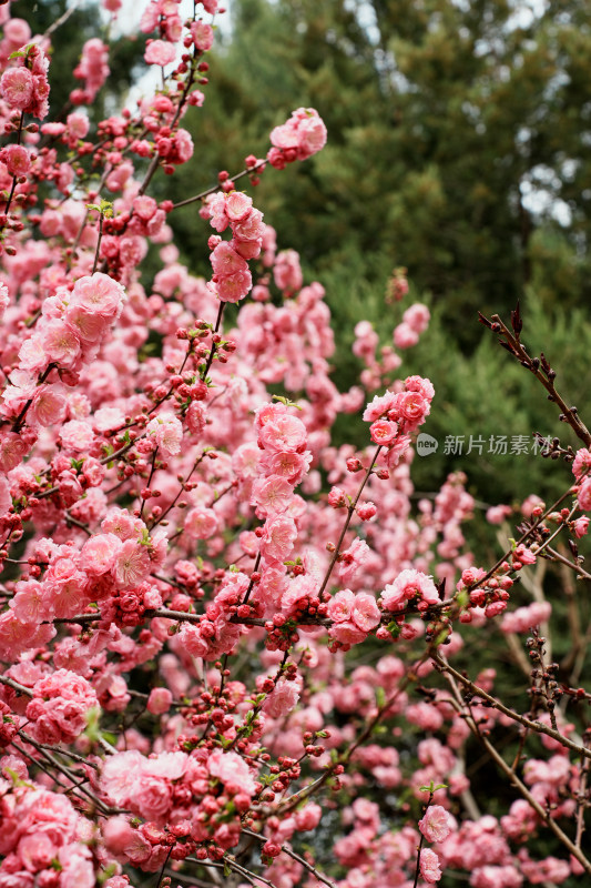 北京元大都公园桃花