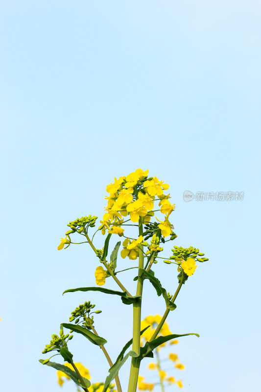 蓝色自然背景中的油菜花