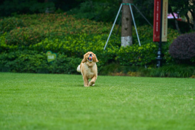 晴天在户外草地上欢快活动的金毛寻回犬