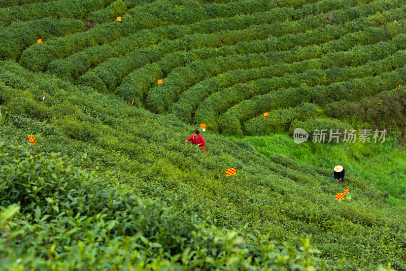 湖北省谷城县五山镇山茶茶园风景