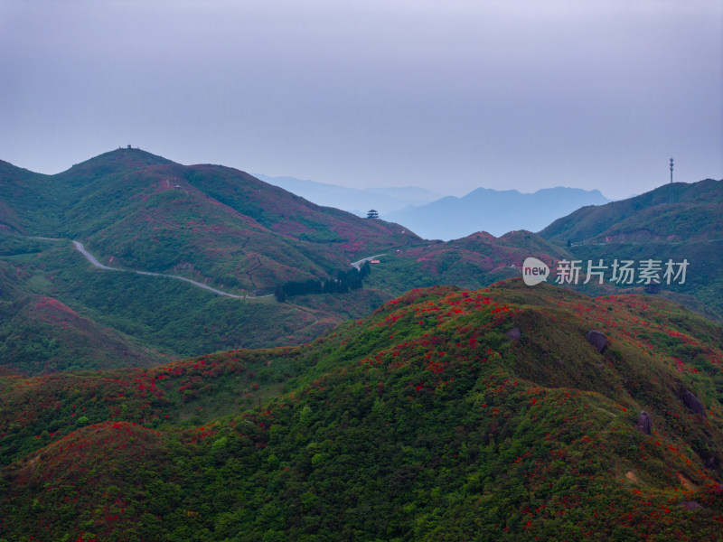 长沙市浏阳大围山杜鹃花海风光