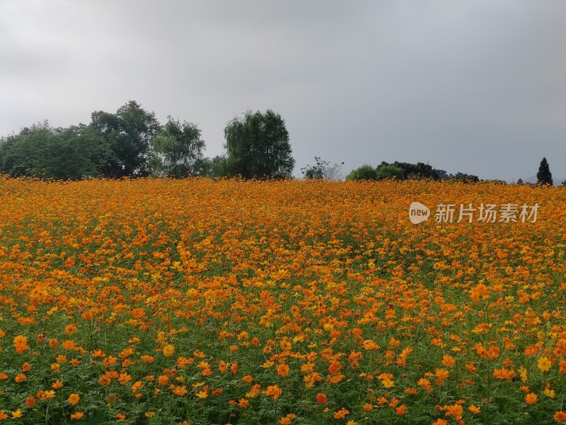 户外自然中的大片橙色花海景观