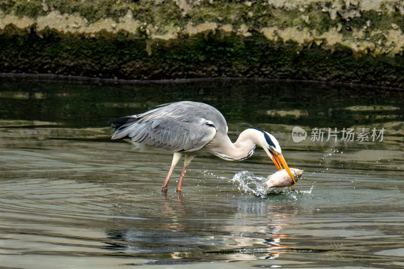 灰鹭水中捕食瞬间
