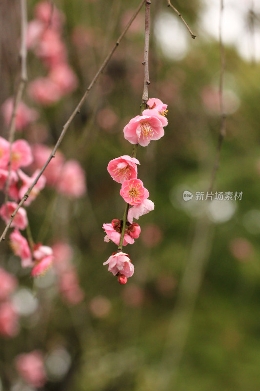 春天粉色的梅花和雨滴