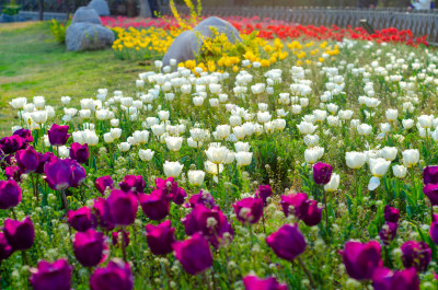 色彩斑斓的郁金香花海