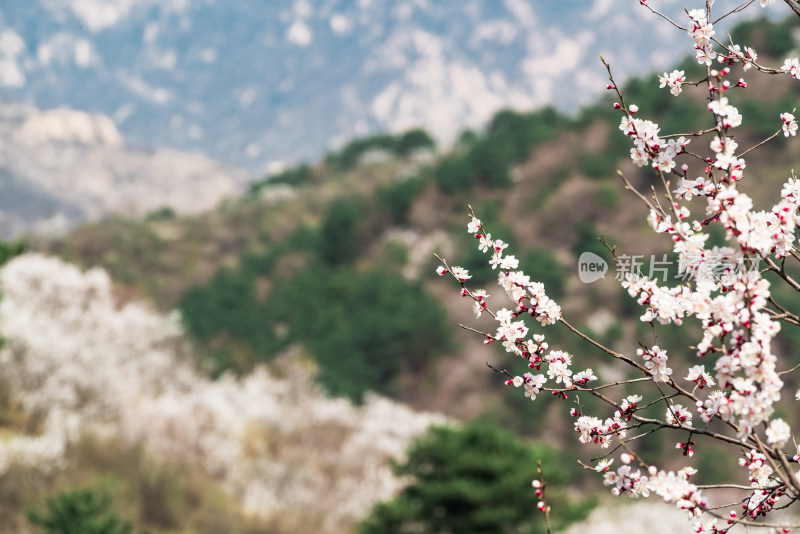 春天北京山区盛开的山杏花和远山