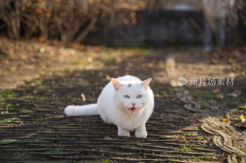 白猫在小路上休息趴着
