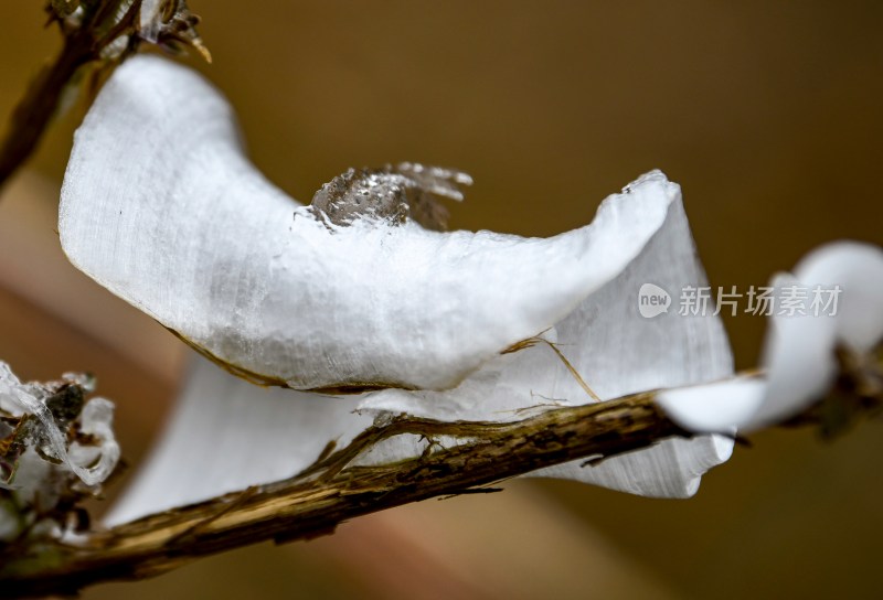 重庆酉阳：冻雨.冰花.鸟