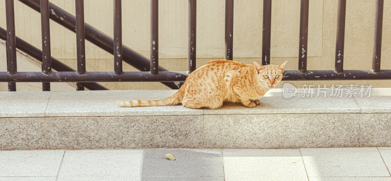 路边的橘猫