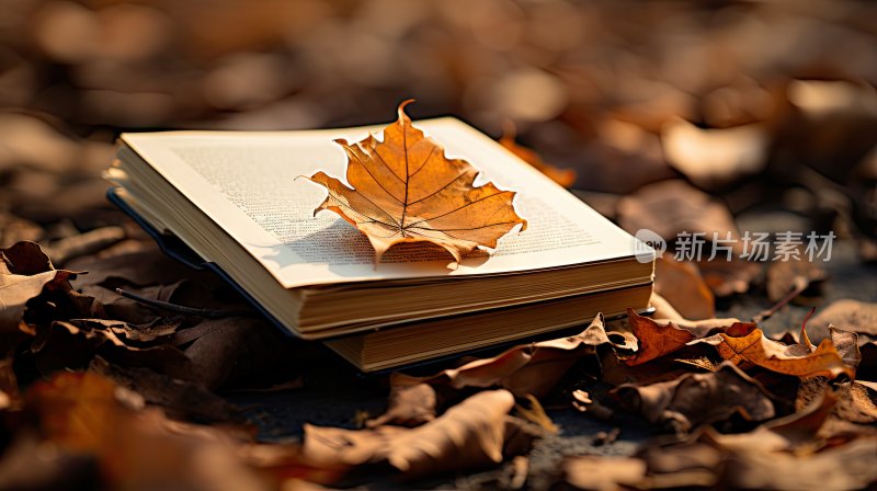灵感图片，秋天树林下摆放的书