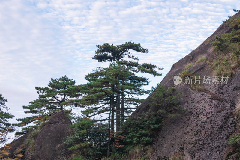 云雾下，安徽黄山的松树风景