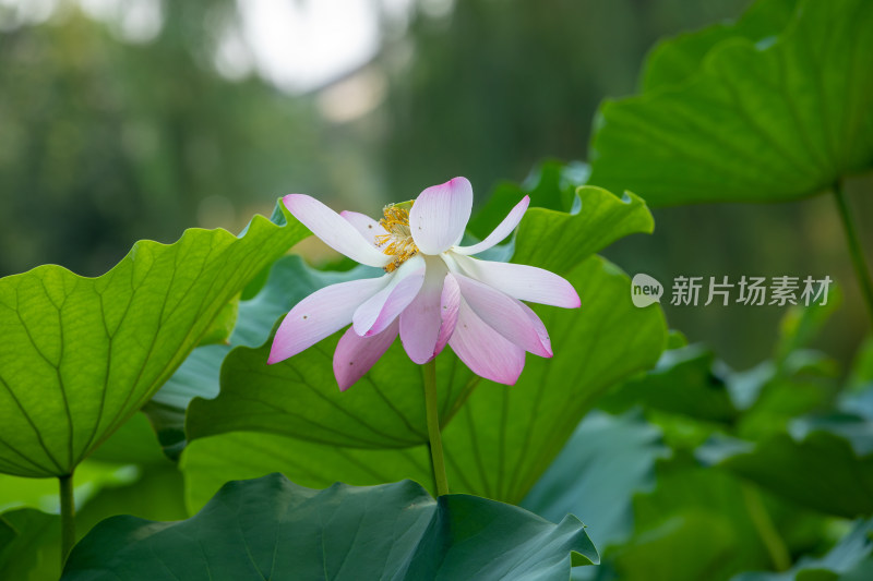 特写荷花荷叶